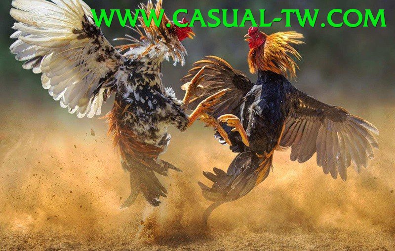 Đá Gà Trực Tiếp - five88